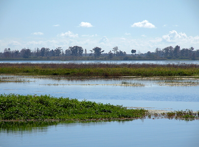 [Five different birds, including a large all white one, in a leafless tree in the middle of the growth in the lake.]